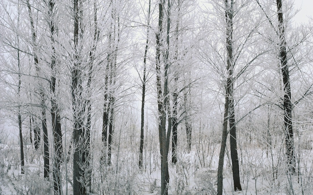 snowy trees representing the wintery nature of faith